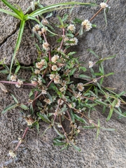 Alternanthera denticulata