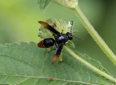 Rhynchium