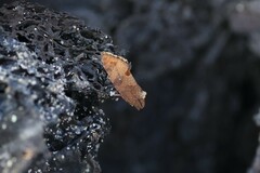 Cryptophlebia illepida