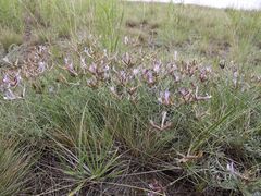 Astragalus stenoceras
