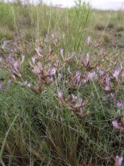 Astragalus stenoceras