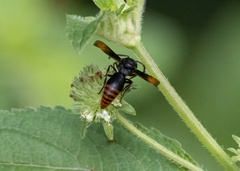 Rhynchium