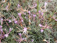Astragalus stenoceras