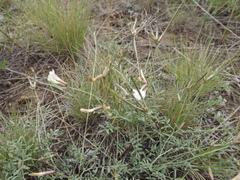 Astragalus stenoceras