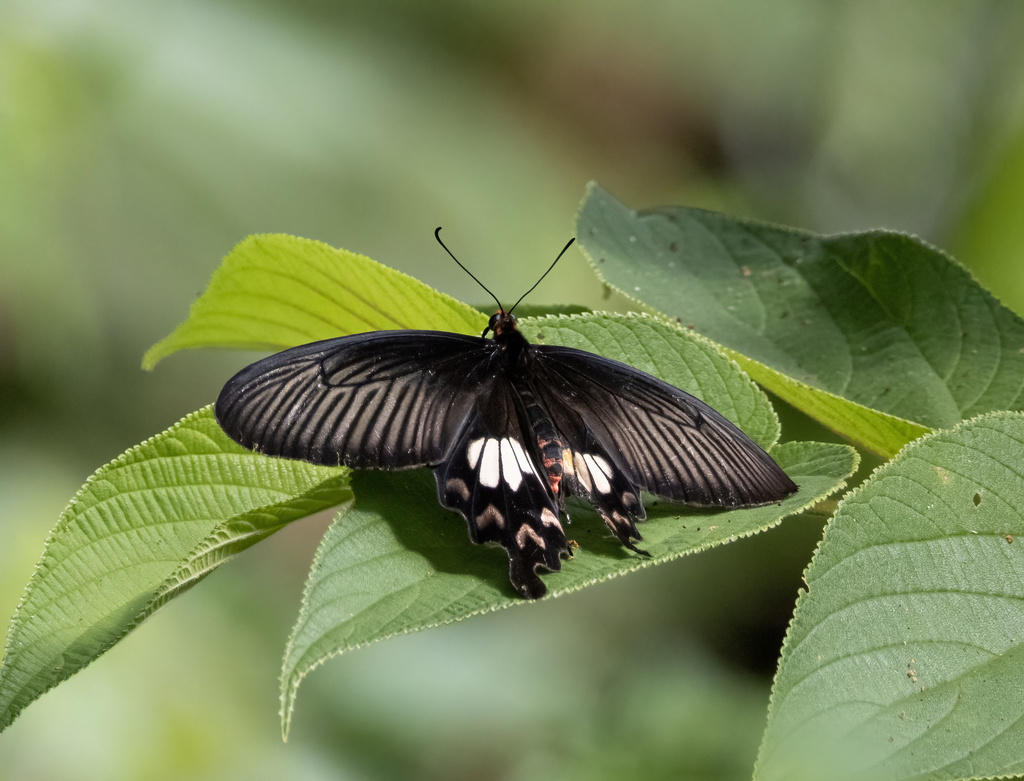 Common Rose (Pachliopta aristolochiae)