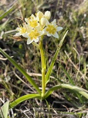 Toxicoscordion fremontii