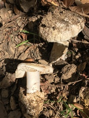 Amanita ocreata