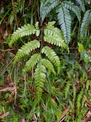 Arachniodes rhomboidea