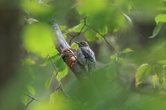 Sphyrapicus nuchalis