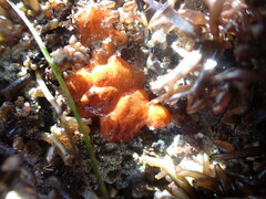 Styelidae