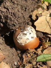 Amanita velosa