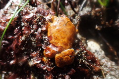 Styelidae