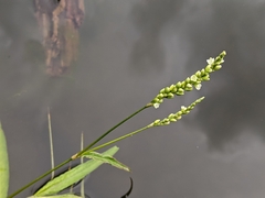 Persicaria subsessilis