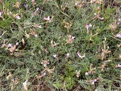 Astragalus stenoceras