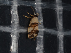 Philenora aspectalella