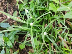 Cyperus mindorensis