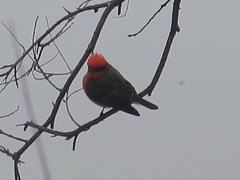 Pyrocephalus rubinus