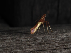 Caloptilia xanthopharella