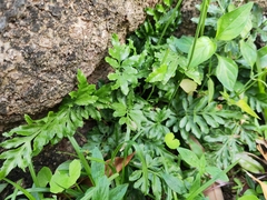 Pteris ensiformis