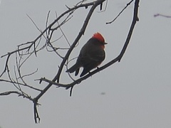 Pyrocephalus rubinus