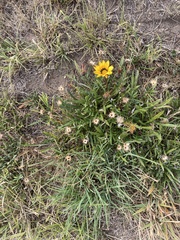 Gazania linearis