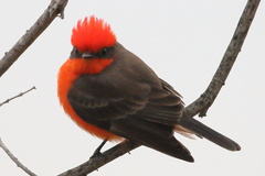 Pyrocephalus rubinus