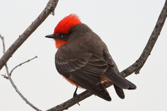 Pyrocephalus rubinus