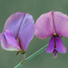 Palmer's Hoary-Pea - Photo (c) jrebman, some rights reserved (CC BY-NC), uploaded by jrebman