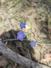 Wahlenbergia stricta