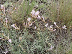 Astragalus stenoceras