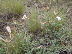 Astragalus stenoceras