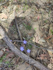 Wahlenbergia stricta
