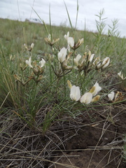 Astragalus stenoceras