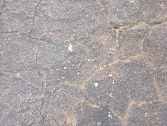 Sonorella allynsmithi