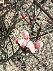 Lotus bryantii