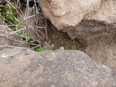 Sonorella allynsmithi