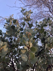 Arctostaphylos viscida viscida