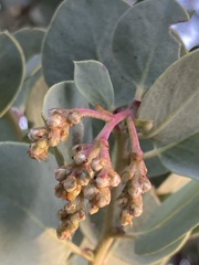 Arctostaphylos viscida viscida
