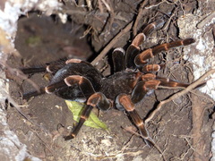 Megaphobema mesomelas