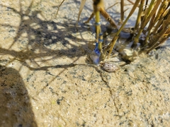Physalia