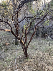 Arctostaphylos viscida viscida