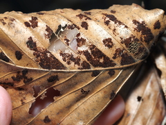 Acalitus ferrugineum