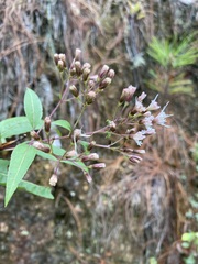 Ageratina cremasta