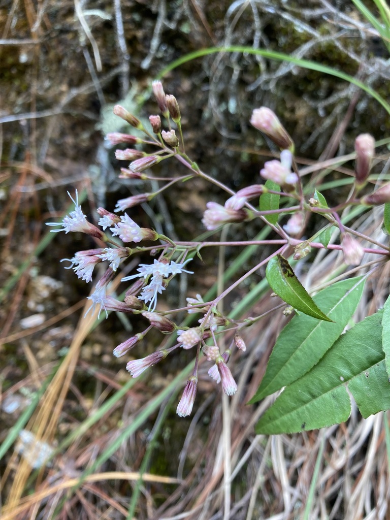 Ageratina cremasta