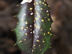 Chrysomyxa ilicina