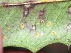 Chrysomyxa ilicina