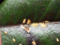 Chrysomyxa ilicina