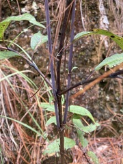 Ageratina cremasta