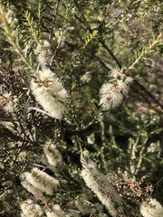 Melaleuca lanceolata