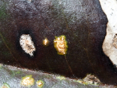Chrysomyxa ilicina